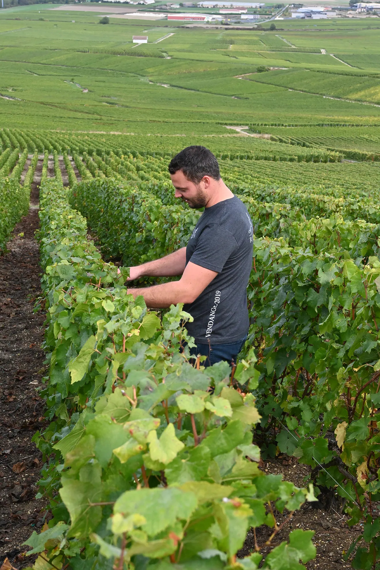 Un homme examine les rangs de vigne au milieu des coteaux verdoyants de la Champagne, avec un vaste paysage agricole en arrière-plan.